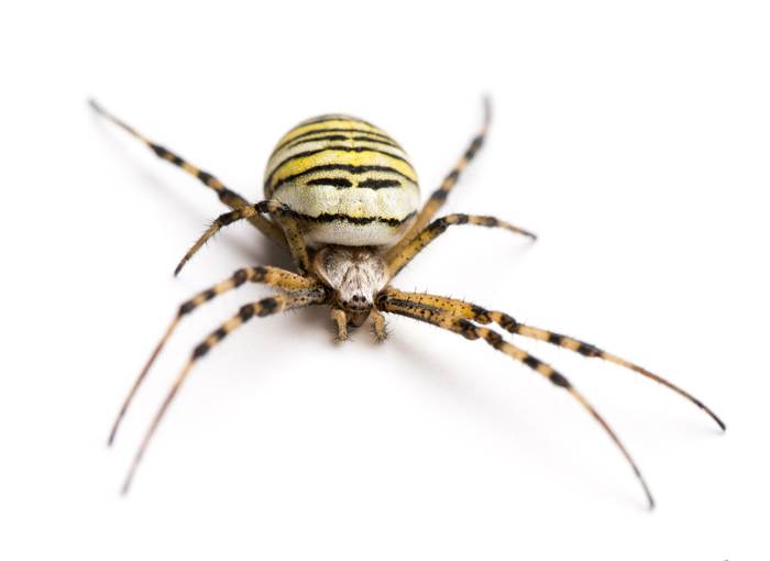 Аргиопа Брюнниха (Argiope bruennichi), фото фотография пауки
