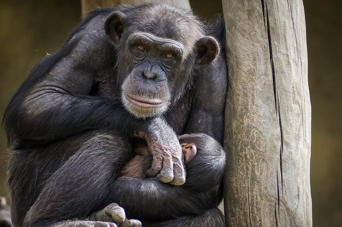 Обыкновенный шимпанзе, фото фотография обезьяны
