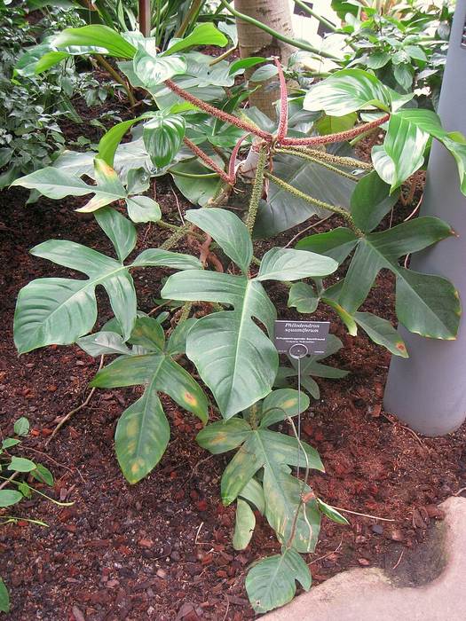  ,   (Philodendron squamiferum),   