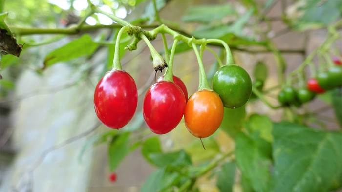  - (Solanum dulcamara),   