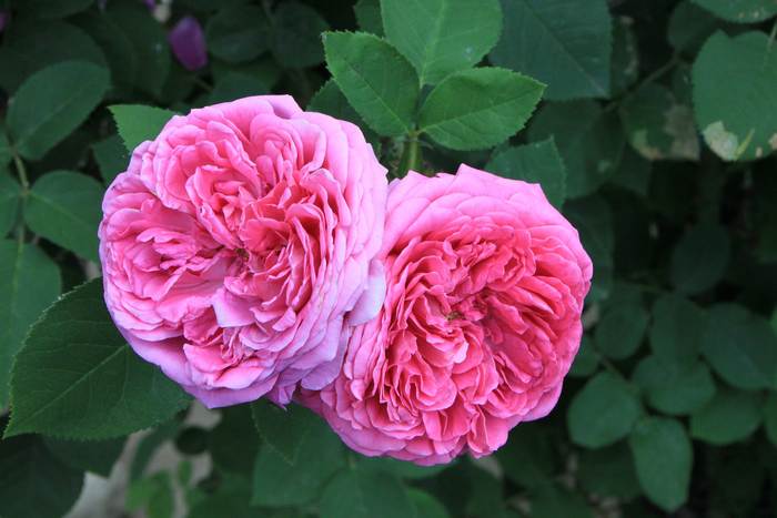   (Rosa × damascena),   