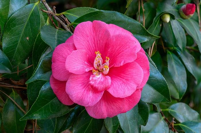   (Camellia japonica),   