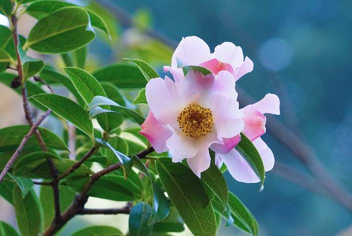   (Camellia reticulata),   