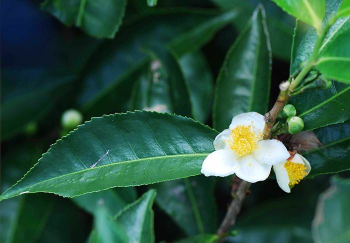  ,   (Camellia sinensis),   