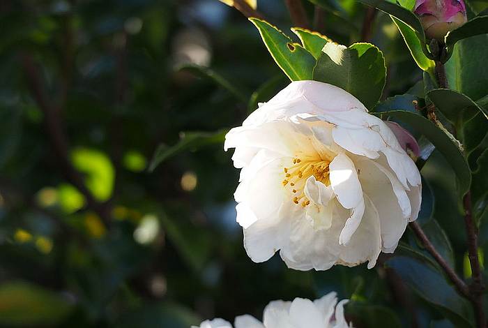   (Camellia sasanqua),   