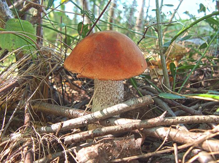 Подосиновик красный (Leccinum aurantiacum), фото фотография грибы
