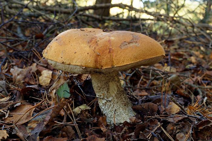 Подосиновик жёлто-бурый (Leccinum versipelle), фото фотография грибы