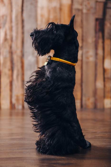 Черный скотч-терьер, фото фотография собаки