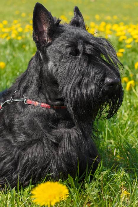 Шотландский терьер, скотч-терьер, фото фотография собаки