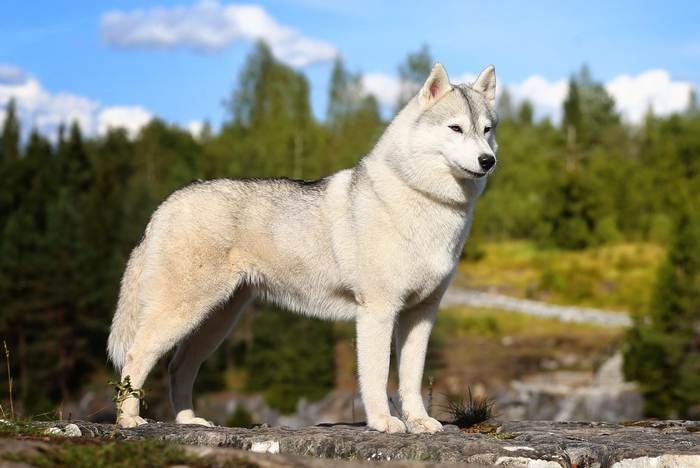 Сибирский хаски, фото собаки фотография