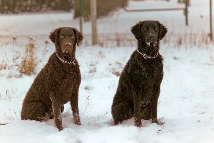 Курчавошерстные ретриверы на снегу, фото фотография собаки