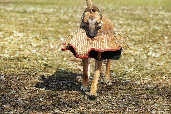 Малинуа (бельгийская овчарка), фото собаки фотография