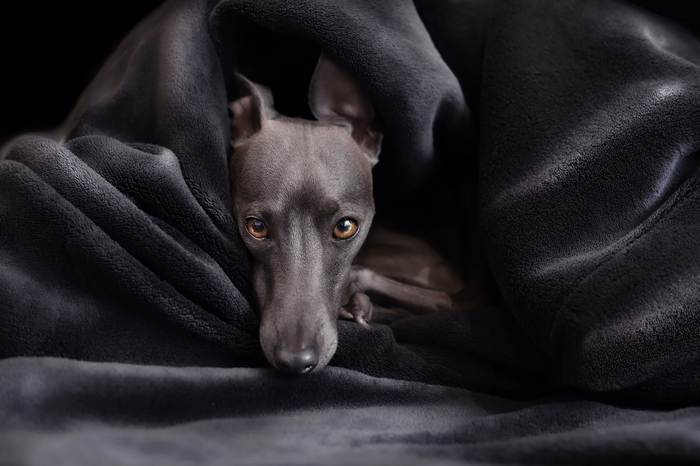 Левретка, малая итальянская борзая, фото собаки фотография