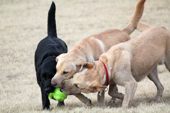 Играющие лабрадоры-ретриверы, фото собаки фотография