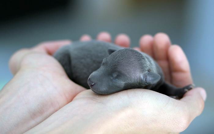 Новорожденный щенок в руках, фото фотография собаки