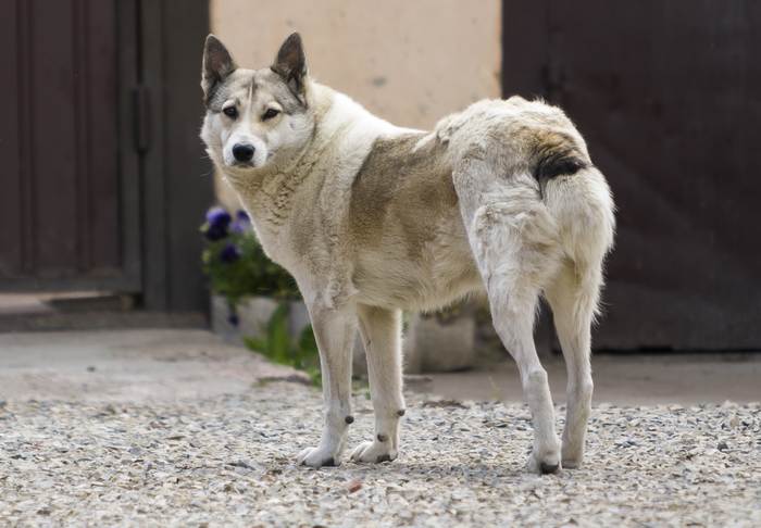 Западносибирская лайка, фото фотография собаки