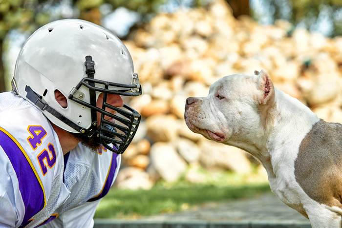 Американский стаффордширский терьер, стаффорд, фото породы собак фотография