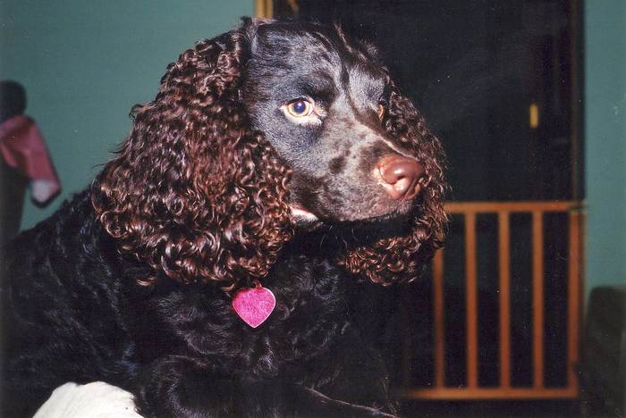 Американский водяной спаниель, стаффорд, фото породы собак фотография