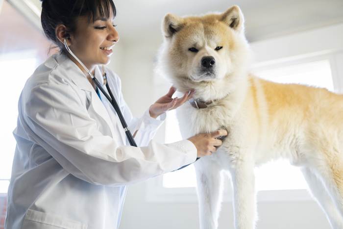 Акита на приеме ветеринарного врача, фото породы собак фотография