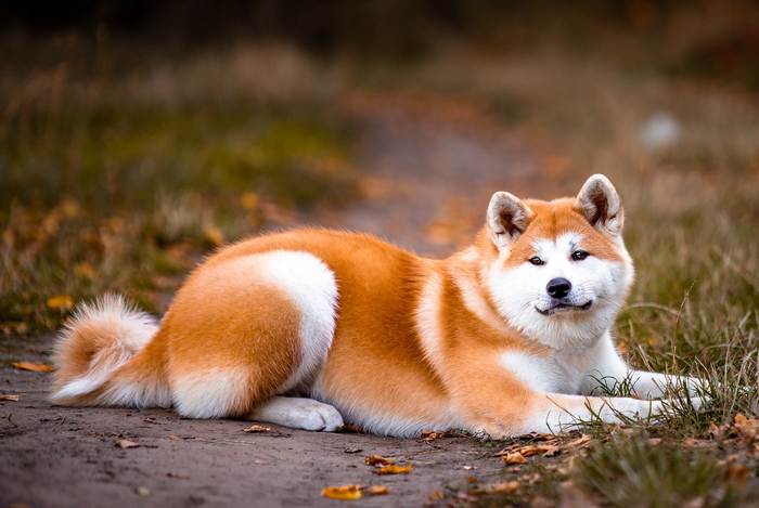 Японская акита-ину, фото породы собак фотография