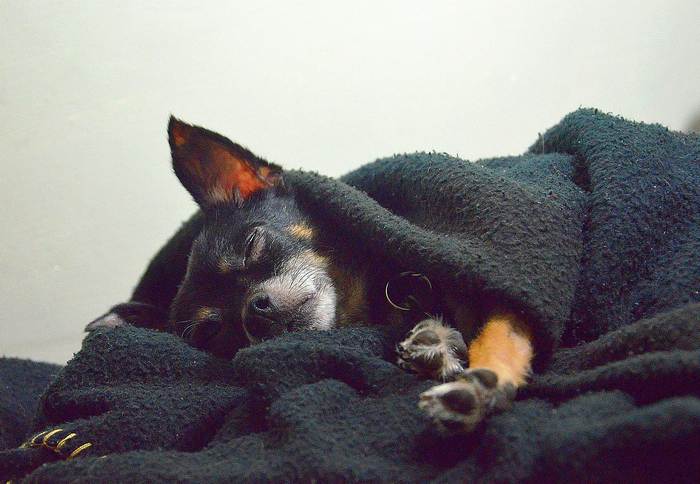 Чихуахуа спит под одеялом, фото фотография картинка