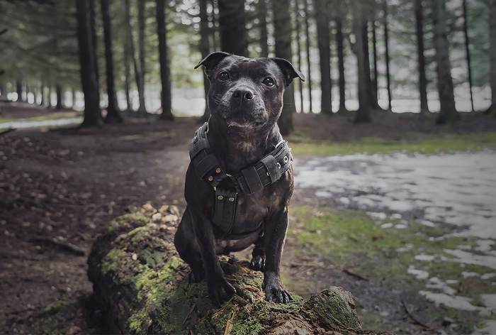 Стаффордширский бультерьер, фото фотография собаки