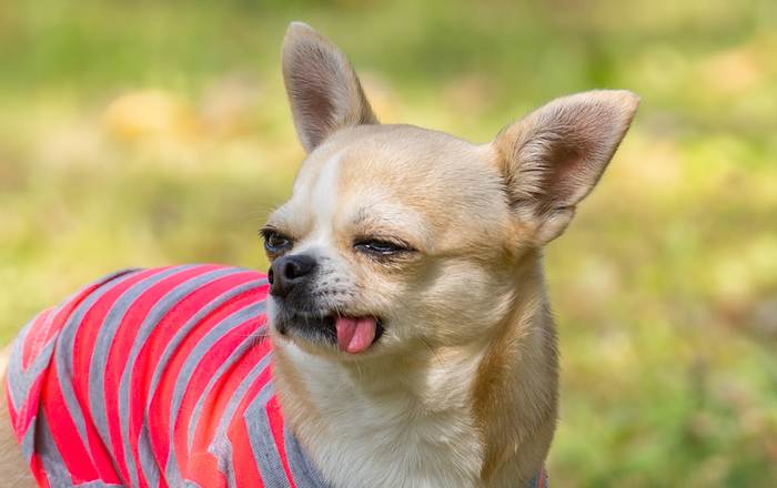 Чихуахуа с торчащим на боку языком, фото фотография собаки