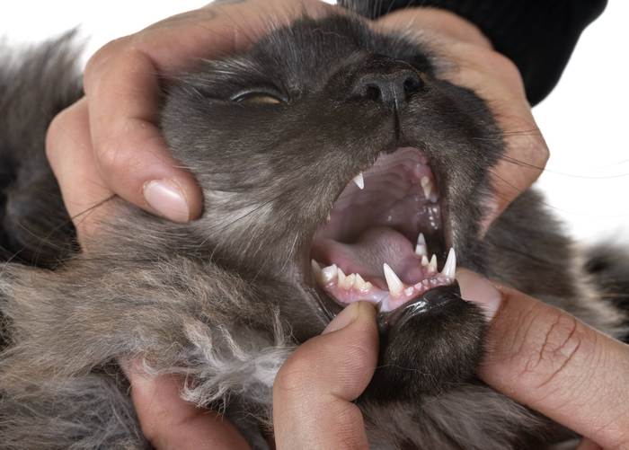 Осмотр постоянных зубов у кошки, фото фотография 