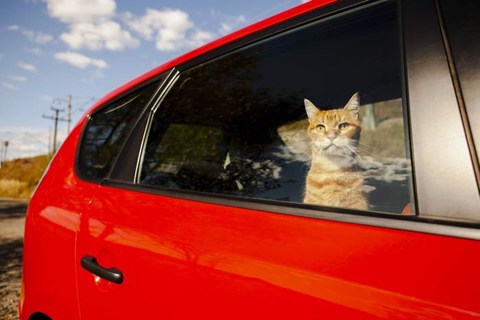 Кошка в красном автомобиле, фото фотография 