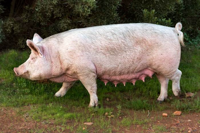 Свиноматка, фото фотография свиньи