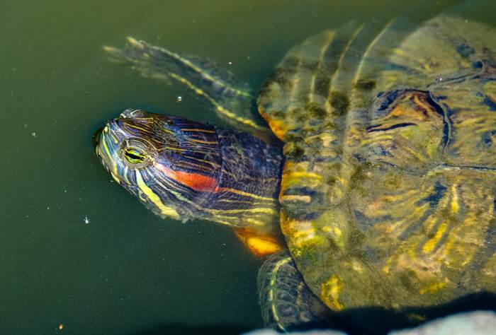 Красноухая черепаха в воде, фото фотография рептилии