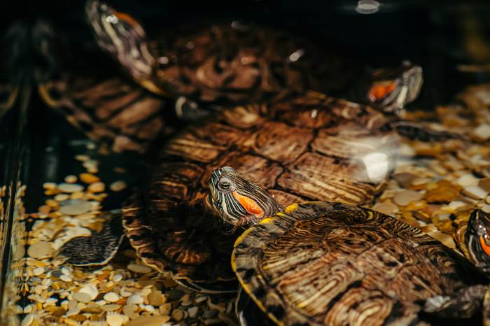 Красноухие черепахи , фото фотография рептилии