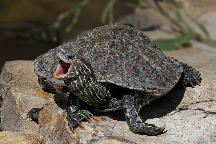 Каспийская черепаха (Mauremys caspica), фото фотография рептилии