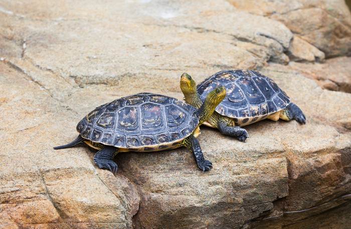 Китайская полосатошеяя черепаха (Mauremys sinensis), фото фотография рептилии