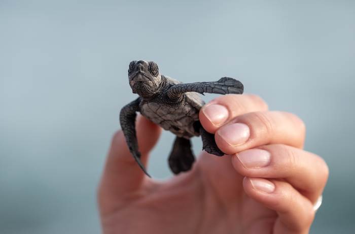 Детеныш морской черепахи, фото фотография рептилии