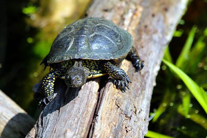Болотная черепаха, фото фотография рептилии