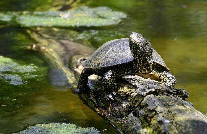Болотная черепаха, фото фотография рептилии
