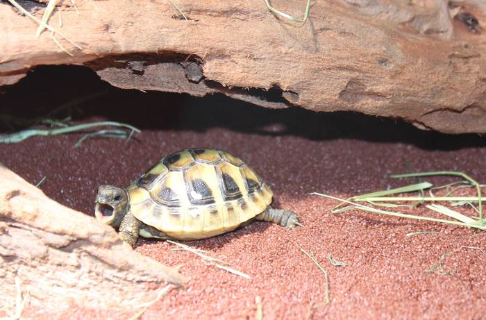 Сухопутная черепаха греется на солнце, фото фотография рептилии
