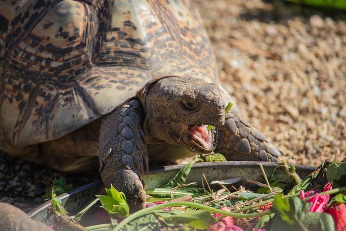 Черепаха ест зелень, фото фотография рептилии