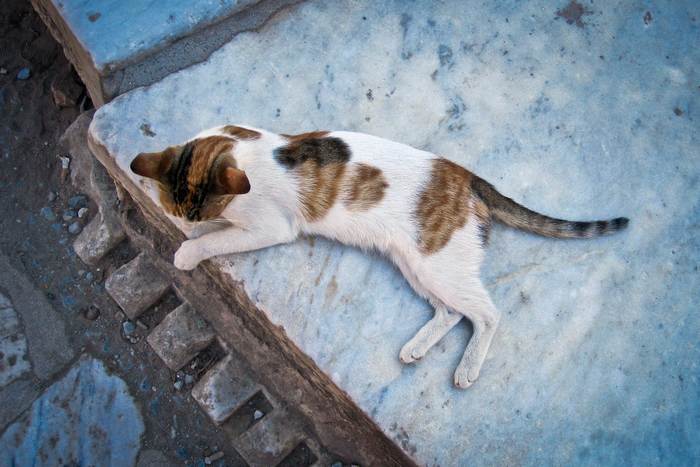 Эгейская кошка, фото фотография