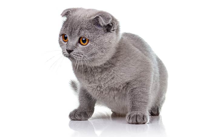 Скоттиш-фолд, шотландская вислоухая кошка, кошки фото фотография