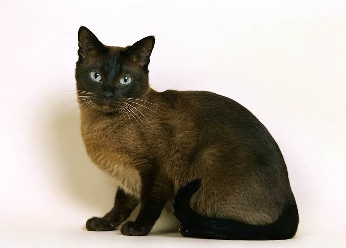 Тонкинез, тонкинская кошка, фото фотография
