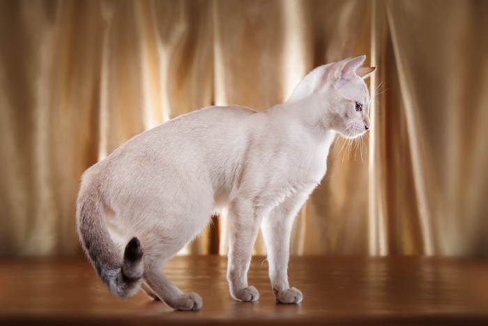 Тонкинез, тонкинская кошка, фото фотография