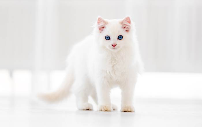 Котята рэгдолла, фото породы кошек фотография