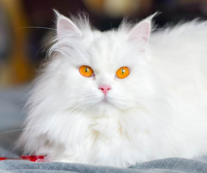 Белая персидская кошка с желтыми глазами, фото фотография