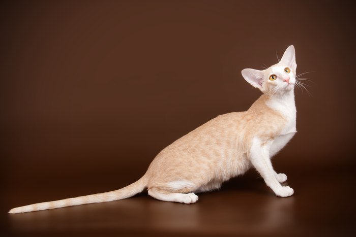 Ориентал, ориентальная кошка, фото фотография