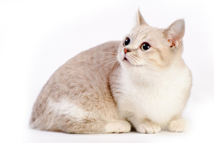 Манчкин, фото породы кошек фотография
