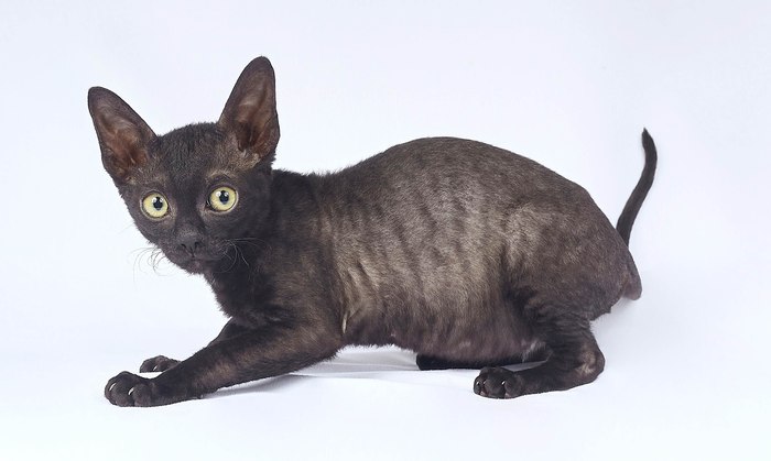 Корниш-рекс котенок, фото фотография кошки