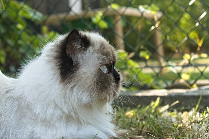 Гималайская кошка, фото фотография