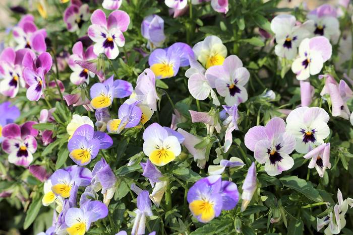  ,    (Viola tricolor),   